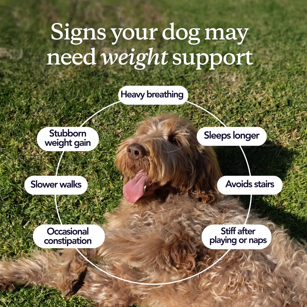Daily Welness Drops for your Dog™